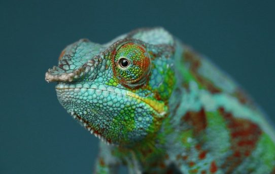 Met een kameleon schilderij creëer je veelzijdige ruimtes