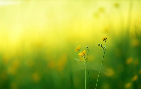 Okergele gordijnen: breng zonneschijn naar binnen